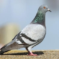 profile_Pigeon
