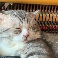 Haburu MBTI Personality Type image