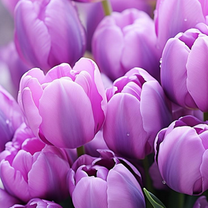 March 20 (Purple Tulip) MBTI Personality Type image