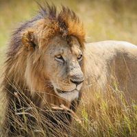Lion MBTI Personality Type image