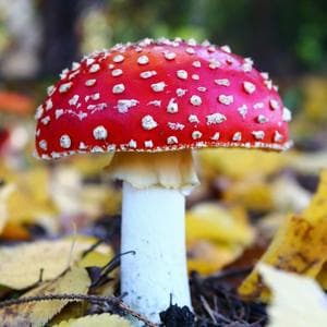 profile_Mushroom “蘑菇”