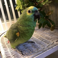 profile_Toto (TXT)