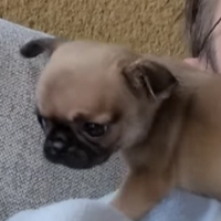 Momo MBTI Personality Type image