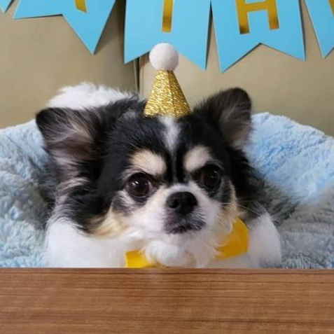 Kkami 까미 (Stray Kids) MBTI Personality Type image