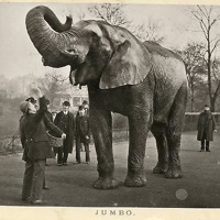 profile_Jumbo (Dumbo)