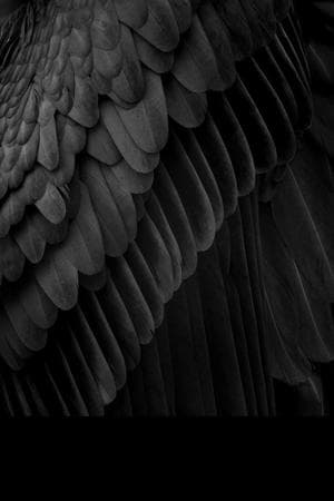 Heavenly black-winged