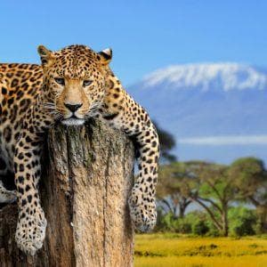 profile_Jaguar