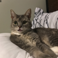 Billi (BilliSpeaks) MBTI Personality Type image