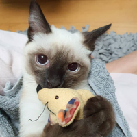 Louis (WayV) MBTI Personality Type image