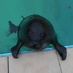 Shlissik (Шлиссик) MBTI Personality Type image