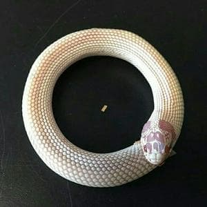 profile_Snake in the crosshairs (Змея под прицелом)
