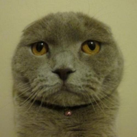 Zarife Çakıl G. MBTI Personality Type image