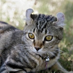 profile_Highlander Cat