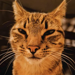 profile_Loki (evilE7cat's cat)