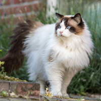 Ragdoll Cat MBTI Personality Type image