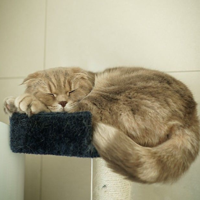 Iz(SuriNoel) MBTI Personality Type image