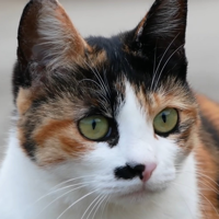 profile_Samsaek (haha ha)