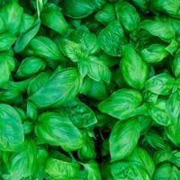 profile_Basil
