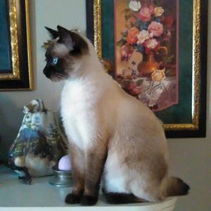 profile_Owyhee Bob