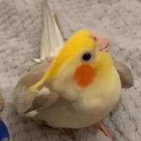 profile_Ginger the cockatiel