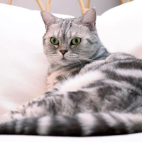 Suri(SuriNoel) MBTI Personality Type image