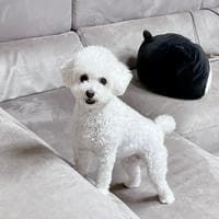 Gaeul (ENHYPEN) MBTI Personality Type image