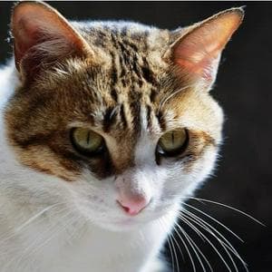 Jianzhou cat MBTI Personality Type image