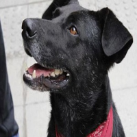 Negro Matapacos MBTI Personality Type image