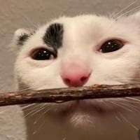 profile_Raymond the Cat