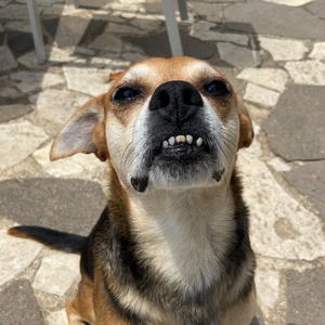 profile_Nerino "Nino"