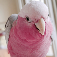 Mipha MBTI Personality Type image