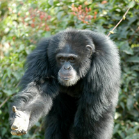 profile_Bruno the Chimpanzee