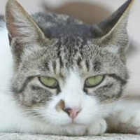 profile_Dodo (haha ha)