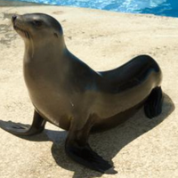 Sea lion MBTI Personality Type image