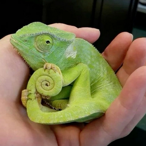profile_Chameleon in the crosshairs (Хамелеон под прицелом)