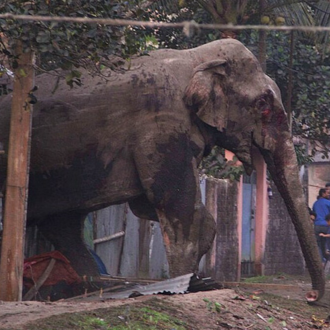 Osama Bin Laden (Elephant) MBTI Personality Type image