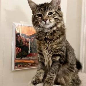 profile_Maine Coon Tabby
