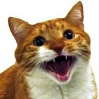 profile_Mylo the Cat