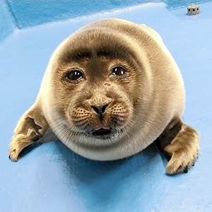 Niko MBTI Personality Type image