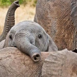 profile_Elephant in the crosshairs (Слон под прицелом)