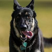 Major Biden MBTI Personality Type image