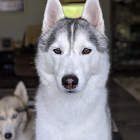 profile_Memphis ( Gone To The Snow Dogs)